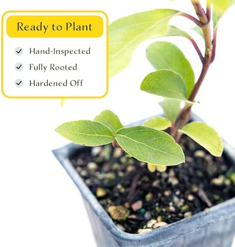 2 Spring Bouquet Viburnum Plants in 3.5" Cubes | Live Evergreen Shrub with Fragrant Pink-White Flowers | Landscape Plant for Hedges, Borders & Containers (Viburnum tinus 'Spring Bouquet') - Image 5