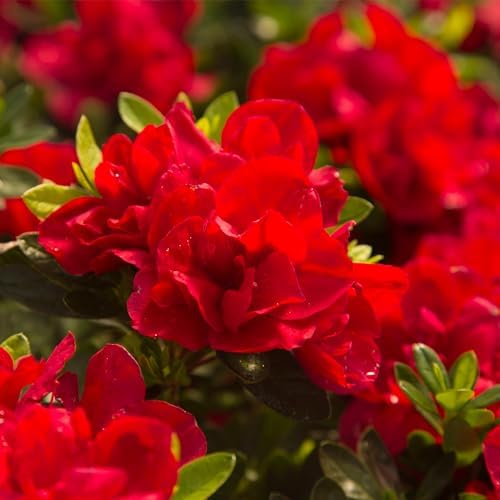 1 Gal Encore Azalea Autumn Bonfire - Image 4