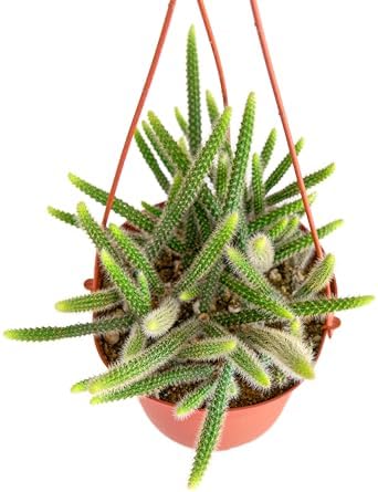 Shop Succulents Rat Tail Rare Cactus, Aporocactus flagelliformis, Fully Rooted Live 6" Cactus Plant with Hanger, Low Maintenance Indoor Plant, Hardy Cactus, Gift & Garden - Image 3