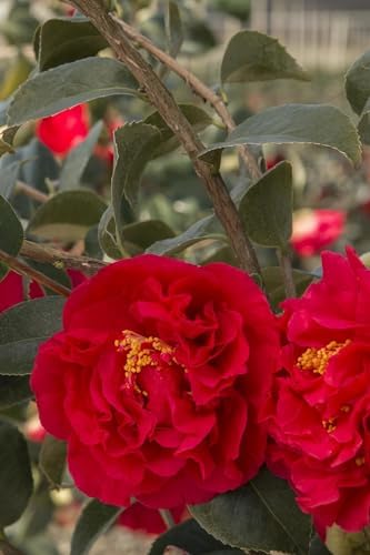 Kramers' Camellia, Live Flowering Shrub, 1 Trade Gallon/3 Quart, Rosy-Red Blooms, Dark Green Foliage by Unknown