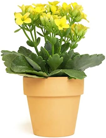 Kalanchoe Plant Succulents Plants Live Houseplants, Live Succulents Live House Plants in Clay Pots, Succulent Plants Live Plants Indoor Plants, Live Succulent Plant Lover Gifts by Plants for Pets by PlantsforPets