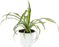 American Plant Exchange Spider Plant – Live Indoor Houseplant, 4-Inch Pot – Air-Purifying Chlorophytum Plant for Home, Office, and Indoor Décor by AmericanPlantExchange