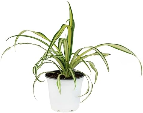 American Plant Exchange Spider Plant – Live Indoor Houseplant, 4-Inch Pot – Air-Purifying Chlorophytum Plant for Home, Office, and Indoor Décor by AmericanPlantExchange