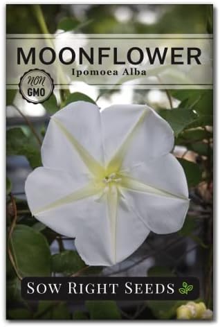 Sow Right Seeds - Moon Flower Seed for Planting Moonflower Night Garden by SowRightSeeds