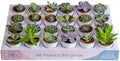 Costa Farms Mini Succulents, Live Indoor Plants, Easy Care Decor, 24-Pack by Unknown