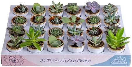 Costa Farms Mini Succulents, Live Indoor Plants, Easy Care Decor, 24-Pack by Unknown