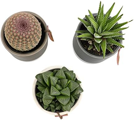 LoLite Cactus & Live Succulent Plants Set (3 Pack), Low Light Houseplants, Easy Plant Gift, Approx. 4-6 in. Tall, Mixed Haworthia, Gasteria & Cacti Varieties, Stylish 2-Tone Ceramic Pots Included - Image 5