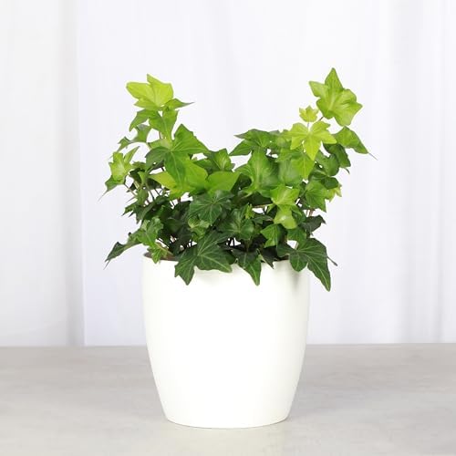 Live Hahn's Green Ivy Plant, Vining Indoor Plant, 4" Pot - Image 2