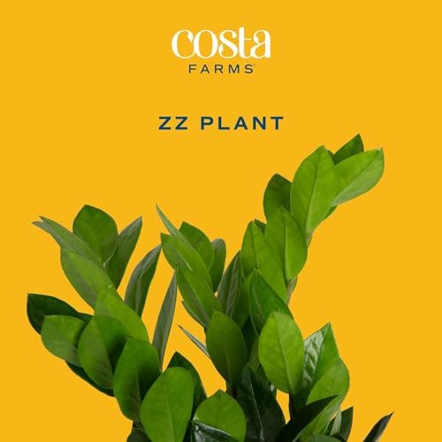 Costa Farms ZZ Plant, Live Indoor Plant, Air Purifying, Easy Care - Image 3