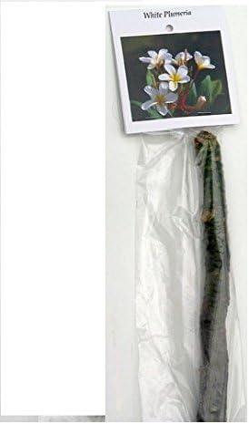 Live Hawaiian White Plumeria Plant Cutting 10 Inch Easy Root Tropical - Image 6