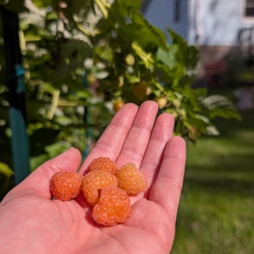 2 Fall Gold Live Raspberry Plants, Home Garden Berry Bush, 4-6 Inch Tall - Image 2