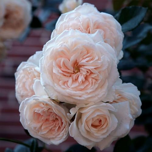 Heirloom Climbing Roses, Live Own Root Plant, Arborose® Honeymoon by HeirloomRoses