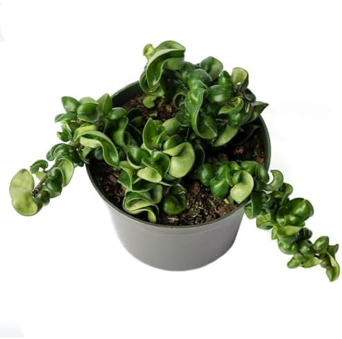 American Plant Exchange Hoya Compacta Hindu Rope, 6-Inch Pot, Live Flowering Wax Plant, Exotic Indoor Houseplant - Image 2