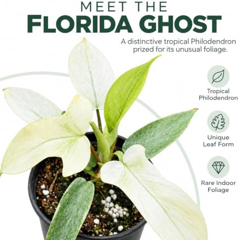 Philodendron Florida Ghost Live Plant - Rare Indoor Foliage House Plant - Image 4