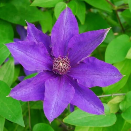 Light Purple Clematis Vine Plant, Clematis Vine Plants Live in 2.5 Inch Pot - Image 3