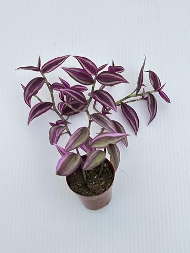 Pink Wandering Jew Live Plant - Tradescantia Pink Paradise, Vibrant Foliage Indoor Houseplant, Air Purifier, Easy to Grow for Home and Office - Image 5