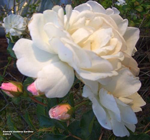 Prom Queen Climbing Rose - Antique Heirloom Rosa Hybrid - Live Plant - Perpetual Fragrant Double White Pink Flower - Emerald's - Starter Size - 4 Inch Pot - Image 5