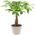 LV64 Live Braided 6-inch Money Tree Pachira Aquatica Indoor Houseplant in Arcadia Garden Product's Branded Plastic Pot, Tropical Plant Collector Gift for Home and Garden Decor, Tan by Unknown