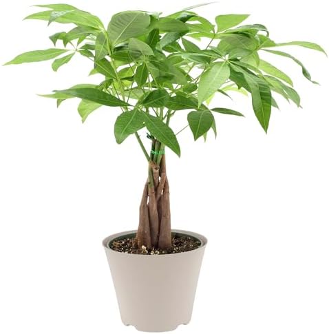 LV64 Live Braided 6-inch Money Tree Pachira Aquatica Indoor Houseplant in Arcadia Garden Product's Branded Plastic Pot, Tropical Plant Collector Gift for Home and Garden Decor, Tan by Unknown