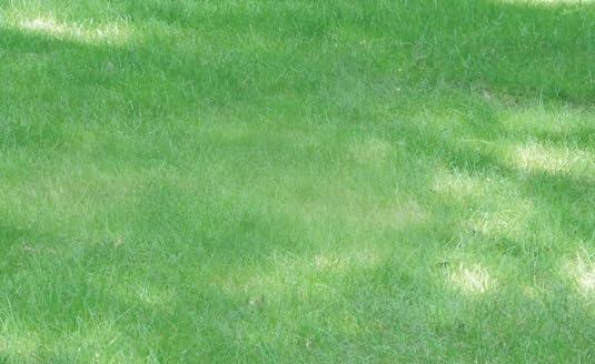 No Mow Lawn Grass Seed, Dwarf Fine Fescue Mix, Low Maintenance Lawn Seed, 1 Pound Pack - Image 4