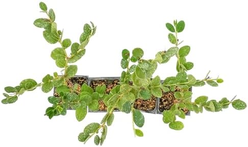 4 Green Carpet Natal Plum in 3.5" Nursery Cubes | Carissa ‘Green Carpet’ | Low-Growing Evergreen Groundcover for Landscapes, Slopes & Borders | Live Starter Plants - Image 6