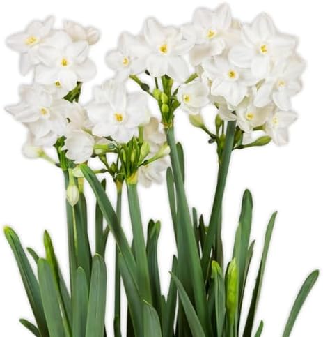 Easy to Grow Narcissus Paperwhite Ziva 10 Flower Bulbs - Large Flower Bulbs for Indoor Home Forcing, Strong Spice Fragrance, Holiday Blooms - Image 5
