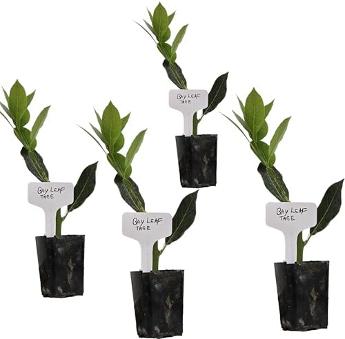 Daisy Ship Mediterranean Sweet Bay Laurel, Standard, Plant - 4 x 2-in Cups by DaisyShip