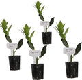 Daisy Ship Mediterranean Sweet Bay Laurel, Standard, Plant - 4 x 2-in Cups by DaisyShip