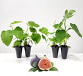 Fig Tree Brown Turkey Live for Sale (4 Pack) | Easy to Grow Plants | Edible Fruit Plant for Sustainable Living | Grow Your own Food on Your Edible Organic Garden| Live for Planting| No Seeds by FamPlants