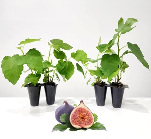 Fig Tree Brown Turkey Live for Sale (4 Pack) | Easy to Grow Plants | Edible Fruit Plant for Sustainable Living | Grow Your own Food on Your Edible Organic Garden| Live for Planting| No Seeds by FamPlants