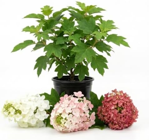 White Oakleaf Hydrangea Live Plant, 4" Pot, 6-12 Inch Tall - Image 3