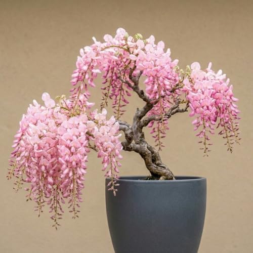 5 Pink Wisteria Bonsai Tree Seeds for Planting - Wisteria Floribunda - Bonsai Seeds for Planting | Flowering Tree Seeds | Ornamental Climbing Vine with Fragrant Pink Blooms by CZGrain