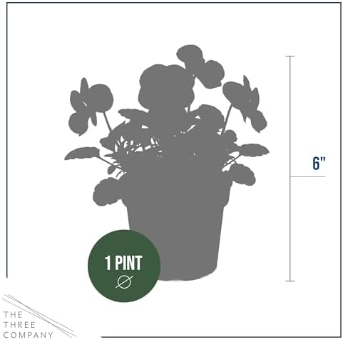 Pansy - Orange (4 Pack), Live Winter Flowering Annual, Beautiful Winter Color, 6" Tall by 4" Wide in 1 Pt Pot - Image 4