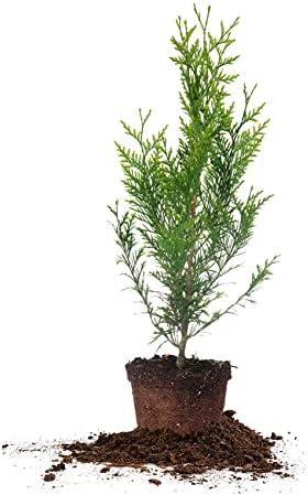 Perfect Plants Thuja Green Giant Arborvitae, 1 Gallon, Privacy Trees by PerfectPlantsNursery
