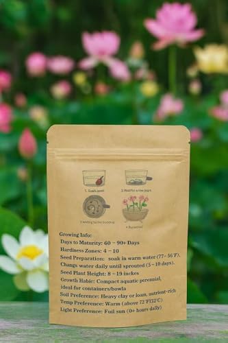 30PCS Premium Lotus Seeds for Planting in Water – Mixed Color Bowl Flower for Ponds, Bonsai, Indoor Water Gardens & Lotus Bowl Planter – Non-GMO, Easy Grow Water Lotus Seeds - Image 2