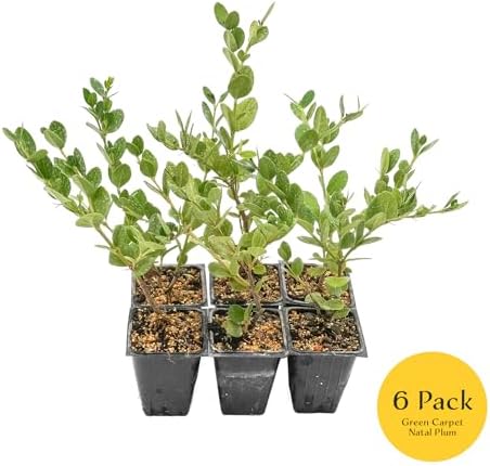 6 Green Carpet Natal Plum in 3.5" Nursery Cubes | Carissa ‘Green Carpet’ | Low-Growing Evergreen Groundcover for Landscapes, Slopes & Borders | Live Starter Plants - Image 3