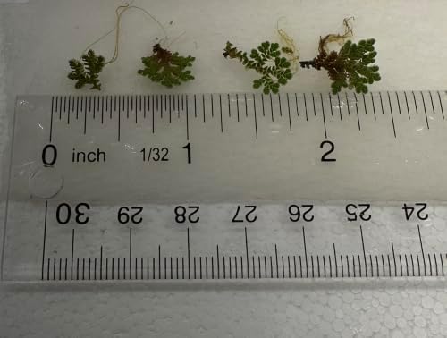 Azolla Caroliniana 10+ Live Plants, Water Velvet for Cultivation & Feeding - Image 2