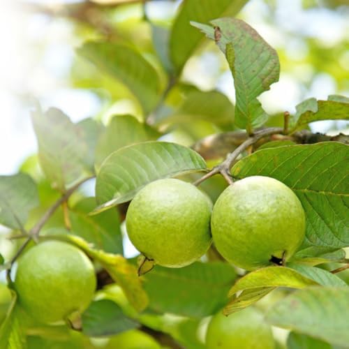 White Guava Tree Live Plant, Garden Fruit Tree, 6-10 Inch Tall, 4 Inch Pot - Image 7