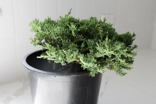 Green Mound Juniper Live, Juniperus Procumbens Nana, 1-Gallon Pot, 1-Pack - Image 4