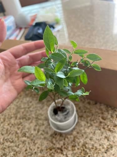 Jewel Blueberry Plants (2-Pack) - Live Berry Bush 5-8" - Container or Garden Growing - Large Sweet Berries - Hardy Zones 4-8 - Image 5