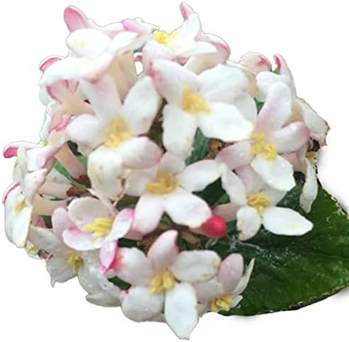 Korean Spice Viburnum, Live Deciduous Flowering Shrub, 3 Gallon - Image 2