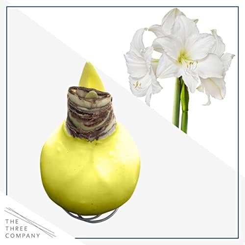 Waxed Amaryllis Bulb - Yellow Wax, White Blooms - Easy Care - No Watering Needed! Beautiful Spring Décor - Image 5