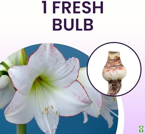 Picasso White Amaryllis Bulb, Pink/Red Edges, Large - Image 3