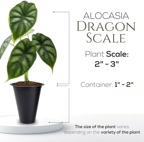 Alocasia Dragon Scale (4 Pack) Live Plant, Rare Indoor Alocasia, Elephant Ear Tropical Houseplant, Textured Foliage Plant, Starter Size Alocasia Plant,Houseplant for Home Decor and Indoor Growing - Image 4