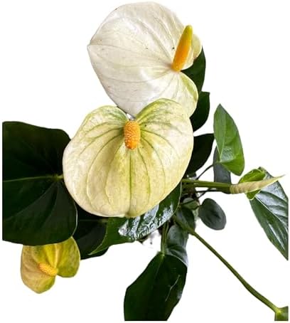 Anthurium (12"-14" Tall) Unique and Gorgeous Live Indoor Plant, Easy Care and Easy to Grow, Bloom Plant, 4 inch Pot (Vanilla) - Image 4