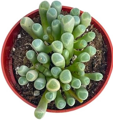 Live Succulent 4" "Baby Toes Fenestraria Rhopalophylla, Succulents Plants Live Fully Rooted House Plant for Home Office Decoration, DIY Projects by The Succulent Cult - Image 2