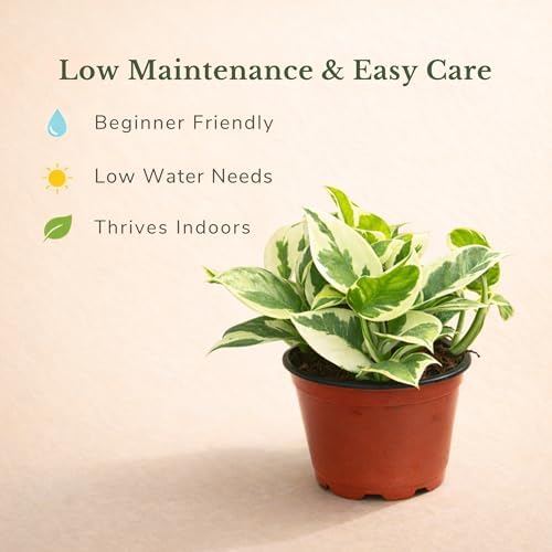 Pothos N'Joy Live Plant, 4 Inch Variegated Indoor Houseplant - Image 4