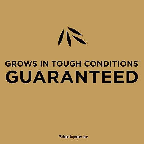 Scotts EZ Seed Bermudagrass - 3.75 lb., Combination Mulch, Seed and Fertilizer, for Tough Conditions Like Scorching Heat and Dry Areas, Grows on Slopes and in High Traffic Areas (Pack of 4) - Image 7