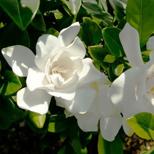 Perfect Plants Jubilation Gardenia Live Plant, 1 Gallon - Image 5