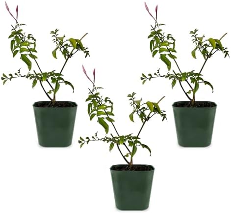 Pink Jasmine Plant Live, Fragrant Jasminum Polyanthum Vine, 2in Pot, 3-Pack by MyShelfie